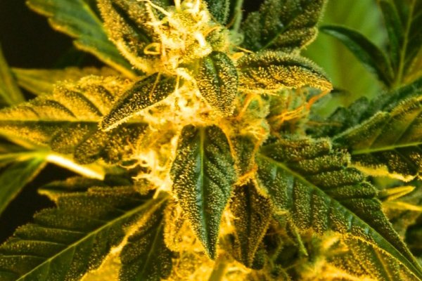 Гидра даркнет рынок