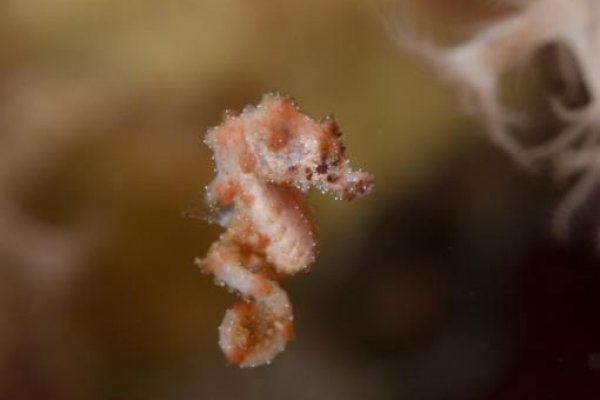 Не работает сайт kraken